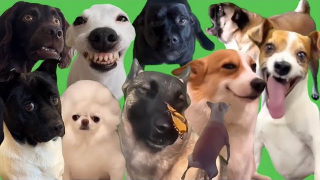 ПОДБОРКА МЕМНЫХ СОБАЧЕК! НЕРЕАЛЬАНЯ ПОДБОРКА СОБАК ИЗ МЕМОВ ТИК ТОК ЛЕГЕНДАРНАЯ ПОДБОРКА ПРИКОЛОВ