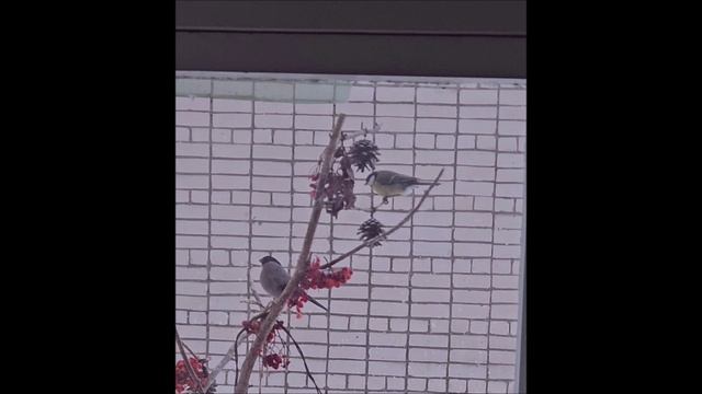 2283.mp4Снегирь-девочка.