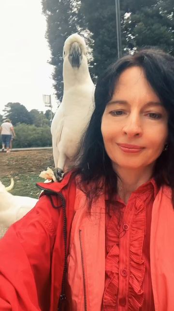 Хулиганы Австралии- белые Какаду!