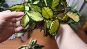 Мои хойи Карнозы.