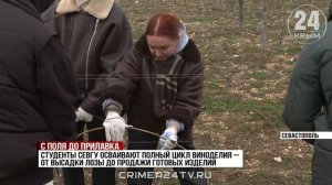 С поля до прилавка: как из севастопольских студентов получаются виноградари и виноделы?