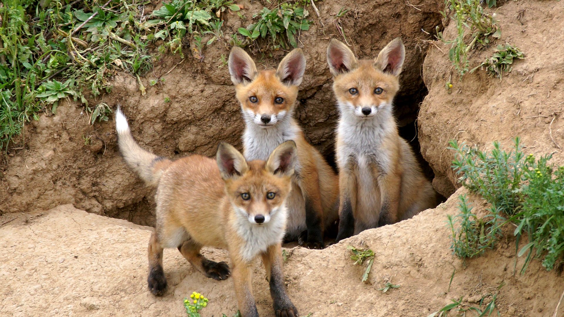 Лисята. Наблюдаем за беззаботной жизнью рыжих бестий.