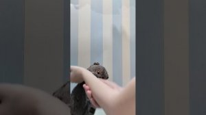 басик купается