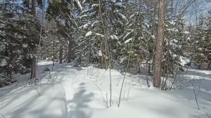 Прогулка по парку. 6 марта Южно-Сахалинск.mp4