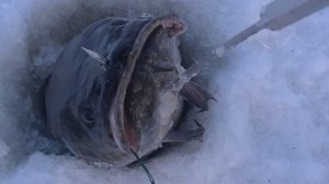 Зимняя Рыбалка на Налима и Щуку!