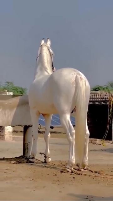 Изабелловая масть лошадей