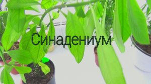 СИНАДЕНИУМ пересадка и уход в домашних условиях,МОИ ЦВЕТЫ.