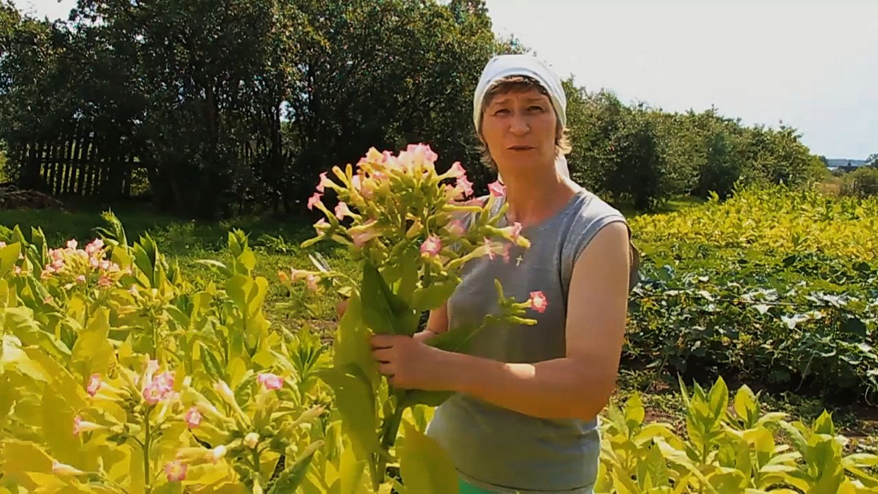 К 8 МАРТА! ЛЮБОВНОЕ ФАДУ «О ТАБАКЕ И СЧАСТЬЕ» клип моей песни из цикла «Поэзия земли нижегородской»