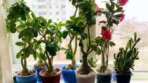 Весна пришла и зацвели адениумы. 6 марта 2026 г.