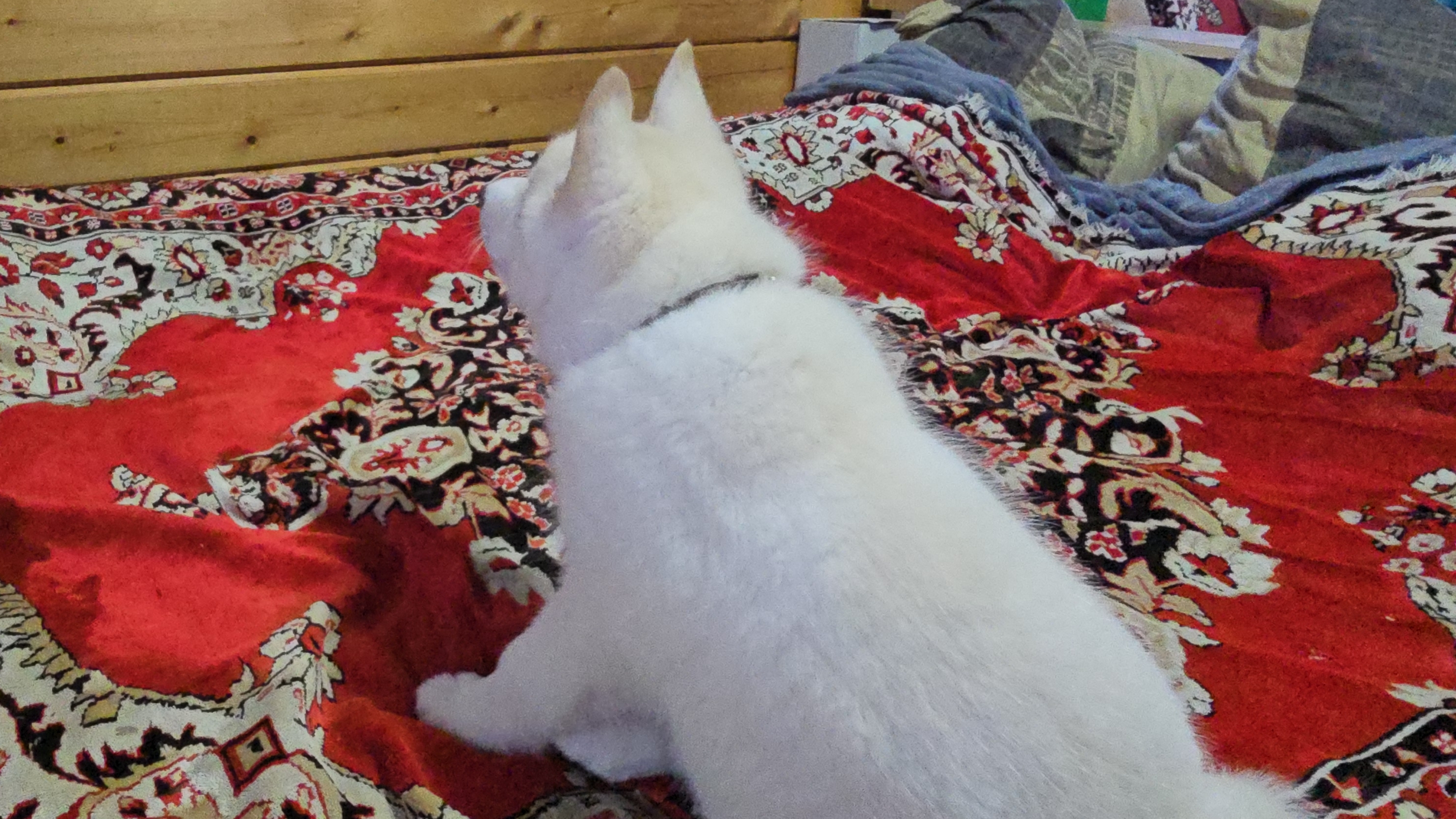 Щенок в ошейнике