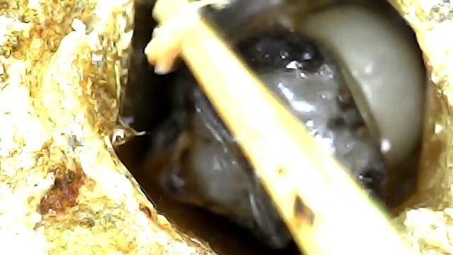 Тропилелапсоз пчел, реакция на запах где личинка там и клещ они ищут личинку по…?