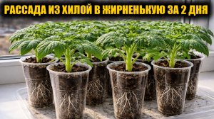 Рассада стала жирненькой за 2 дня! Полила и не ожидала такого эффекта, супер подкормка для рассады!