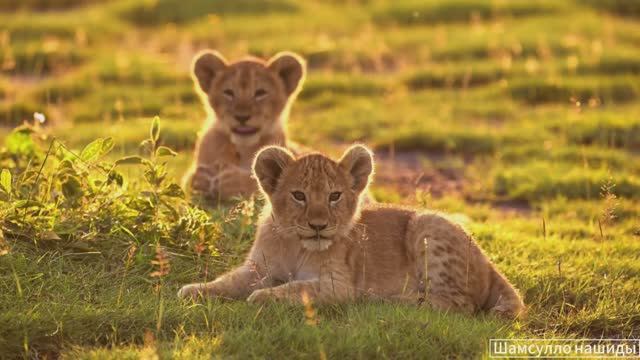 #Коран#АльБакъара#СамыеКрасивыеМеста#Relaxation##Islam#Quran#AlBaqarah'#Minshawiy #4кВидео#30часть#