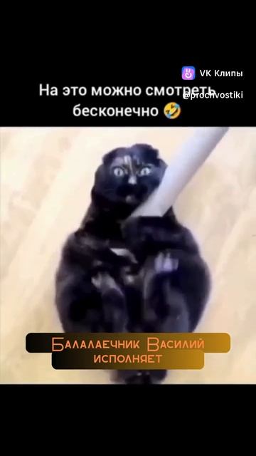 смешной кот