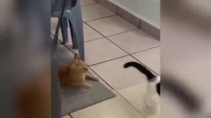 Веселые котики и не только