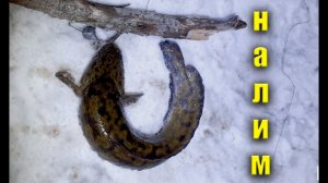 Налим на живца зимой. 5 сезон. 1 серия. (Ловля налима на малой реке на стук и жерлицы в марте)