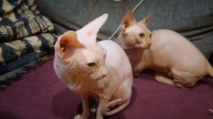 Забавные сфинксы Ася и Андрей