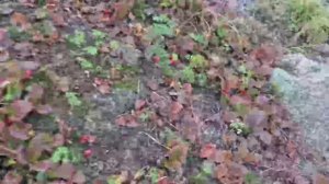 Клоповочка