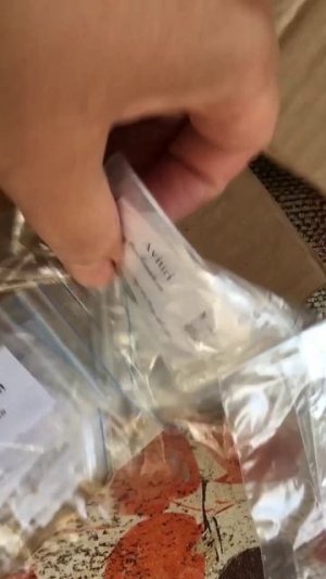 ПОЧЕМУ НЕ ВСХОДЯТ СЕМЕНА ТОМАТОВ