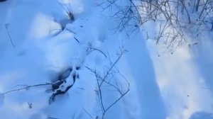 Второй соболь за проверку 2017г.