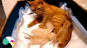 Маленькие котята ждут свою маму-кошку.