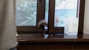 встречаем белку