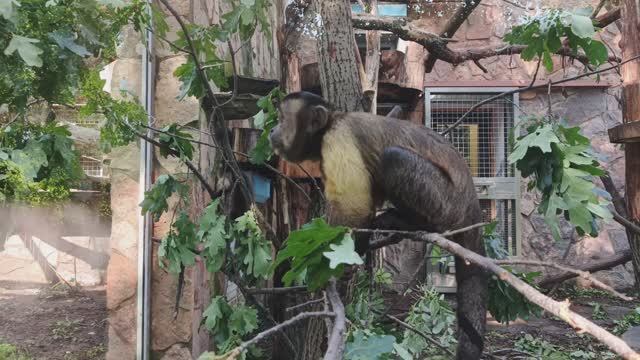 Братья наши меньшие (черноголовые капуцины)