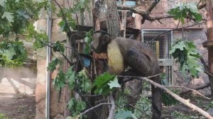 Братья наши меньшие (черноголовые капуцины)