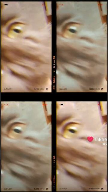 тик ток про котика