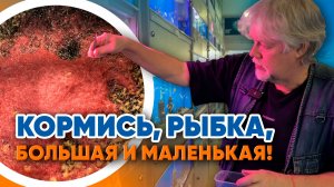 Аквариумные истории из ЭКЗОМЕНЮ (06.03.2026). Кормись, рыбка, большая и маленькая!