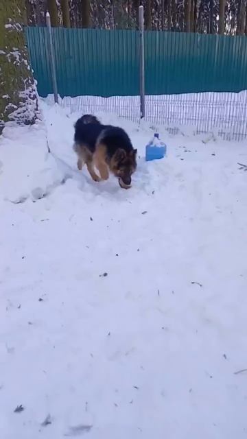 Замечательный молодой овчар Ганс ищет 🏠❗Пост в описании 🎥 #собака #овчарка #верный друг #любовь