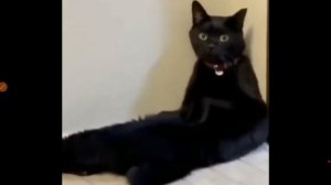 смешные видео 🎞