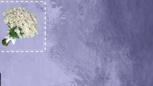 элили и эмбер