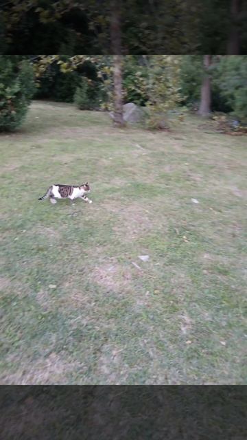 Ялта кошачьи следы