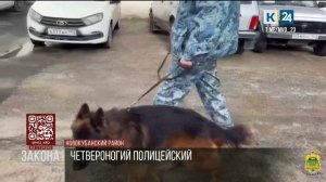 В Новокубанском районе потерявшегося пса взяли на службу в полицию