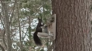 Кроме белок и показать нечего. 2 марта.mp4