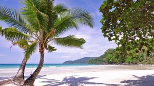 Умиротворяющий пляж | Расслабляющий белый шум для отдыха, учёбы и сна 4K UHD