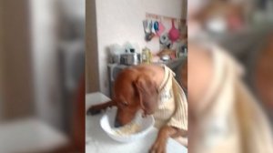 Известия. Владимир - Друзья в доме - Бонифаций - Венгерская выжла