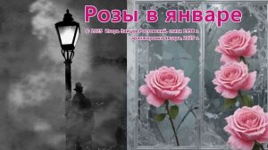 Розы в январе