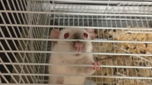 гелевые ванны для животных.