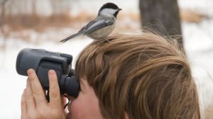 Наблюдение за птицами