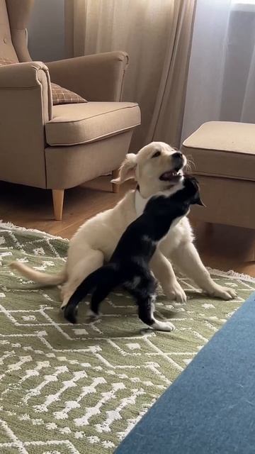 Пломбир и котик