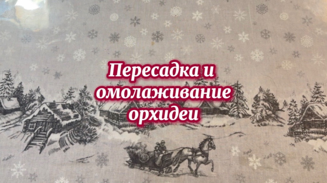 Омолаживаем орхидею Serena