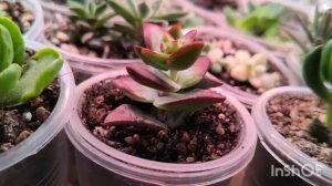 Обзор суккулентных полей🤭. Часть 2🌵🌵🌵#суккуленты