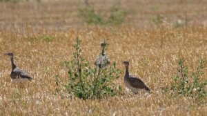 Стрепет в Ростовских степях.