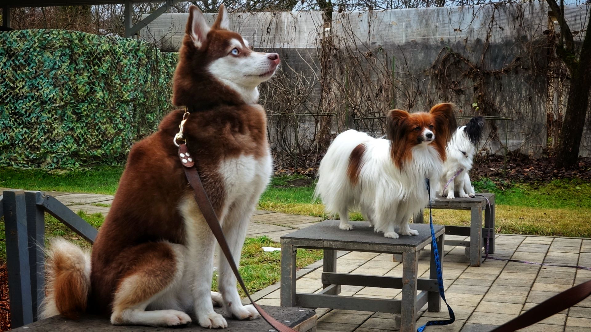 Кли-кай, той-аусси, пинчер и папильоны - друг или подушка на диван