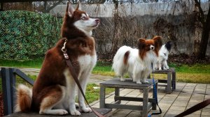 Кли-кай, той-аусси, пинчер и папильоны - друг или подушка на диван