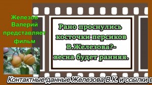 Рано проснулись косточки персиков В.Железова - весна будет ранняя.