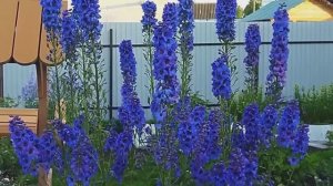 Сад дельфиниумов. Сеяла сорта "Король Артур" и "Магический фонтан". (Юлия Светлая "Ягодный возраст")