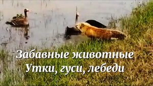 Забавные животные. УТКИ, ГУСИ, ЛЕБЕДИ. Смешное видео